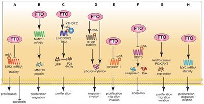 FTO plays a crucial role in gastrointestinal cancer and may be a target for immunotherapy: an updated review